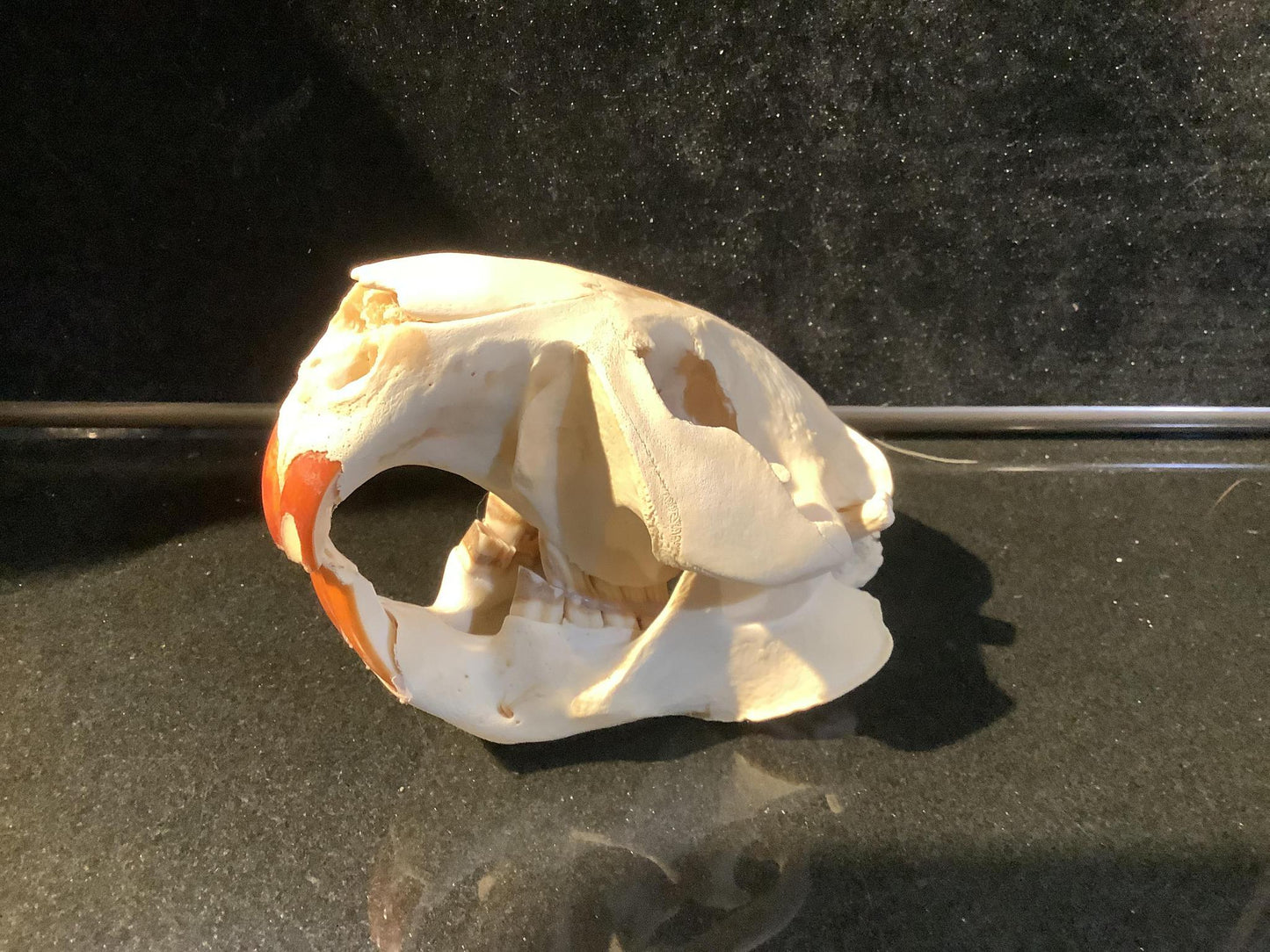 Pelts, Skulls and Tails