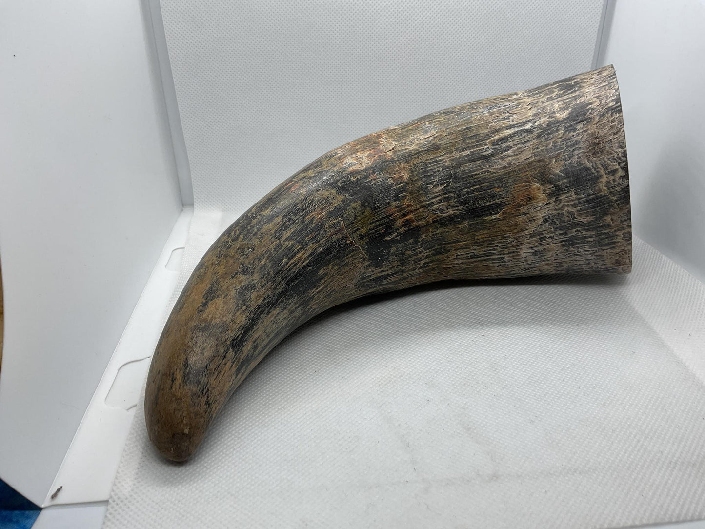 Water Buffalo Horn and Carving