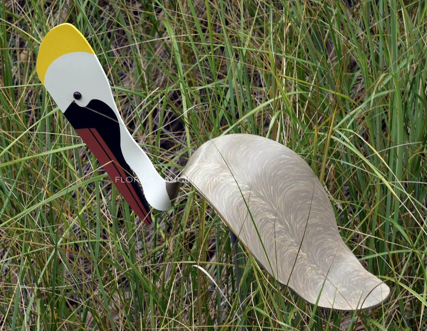 Brown Pelican Dancing Bird