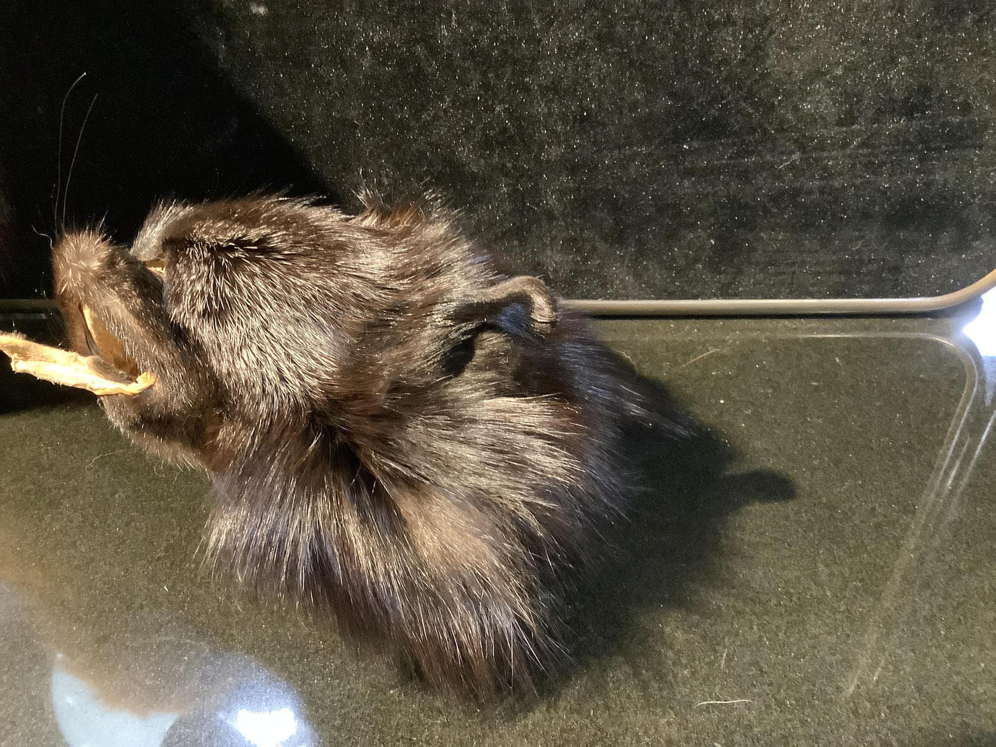 Pelts, Skulls and Tails