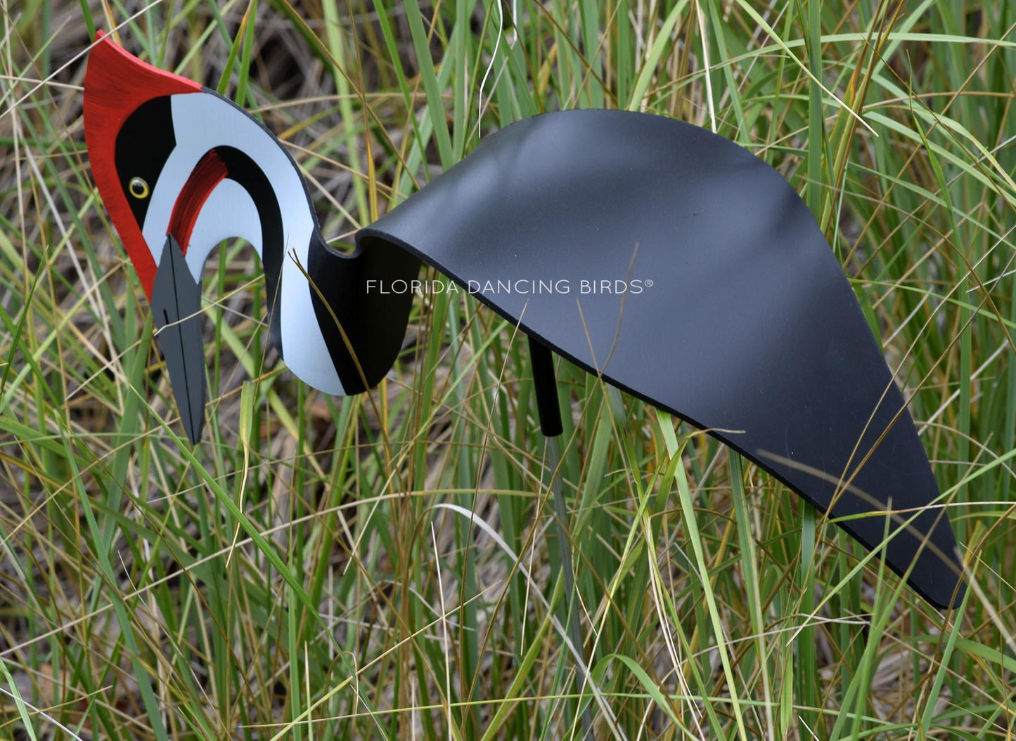 Pileated Woodpecker Dancing Bird