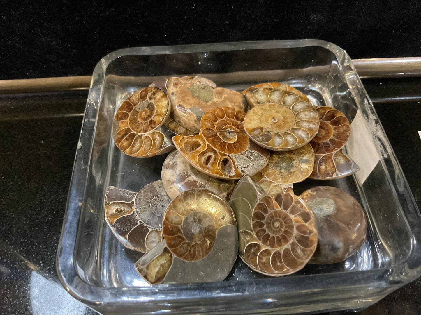 Ammonite Fossils