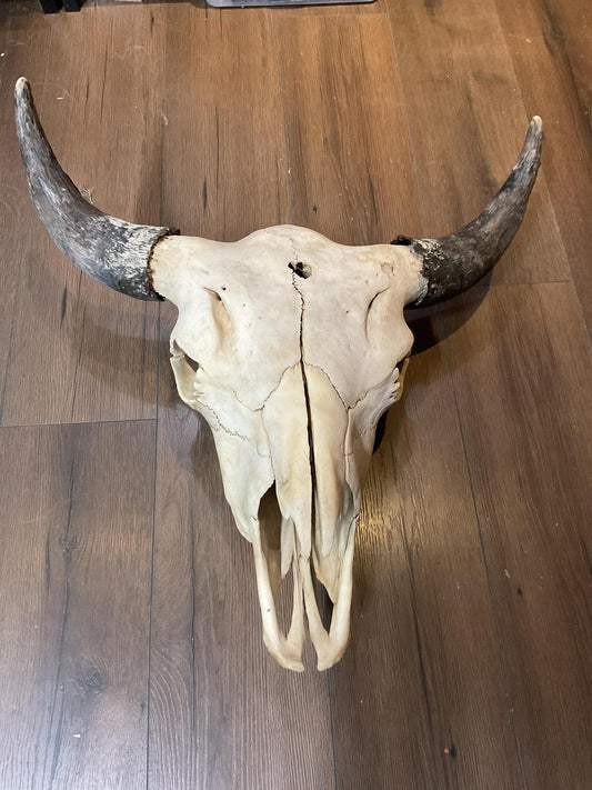 Buffalo Skull
