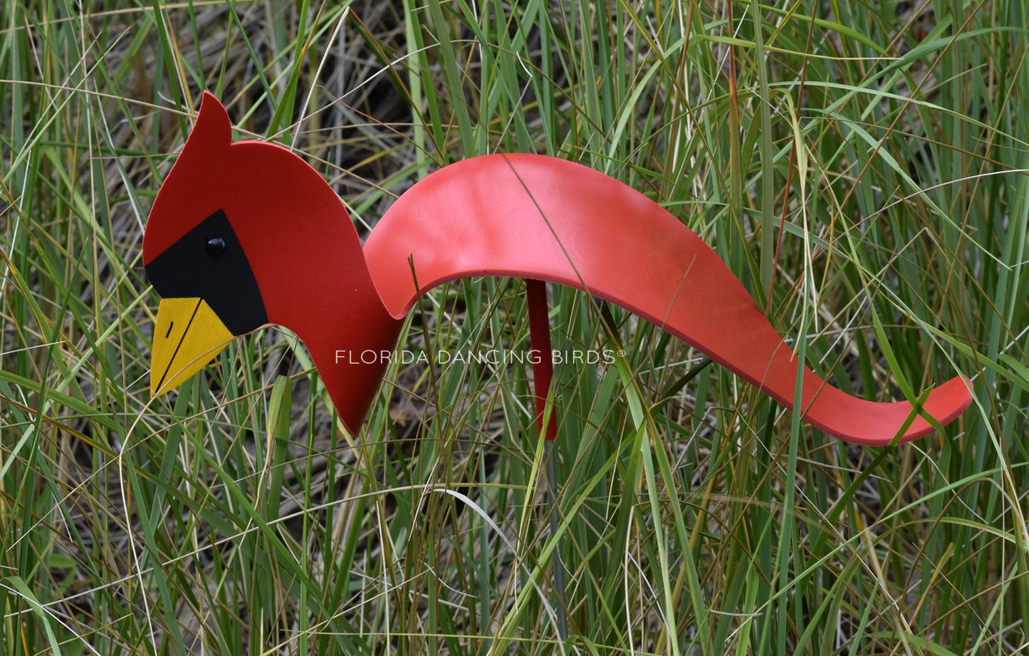Cardinal Dancing Bird