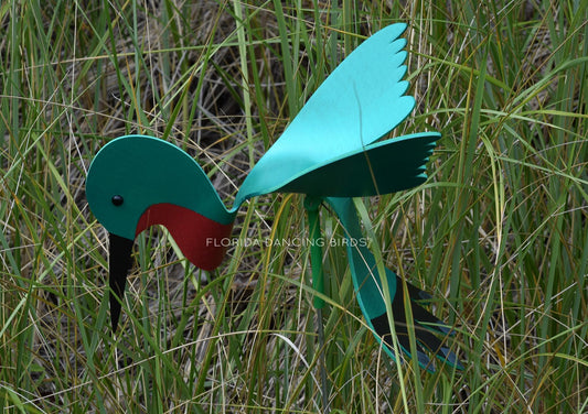 Hummingbird Dancing Bird