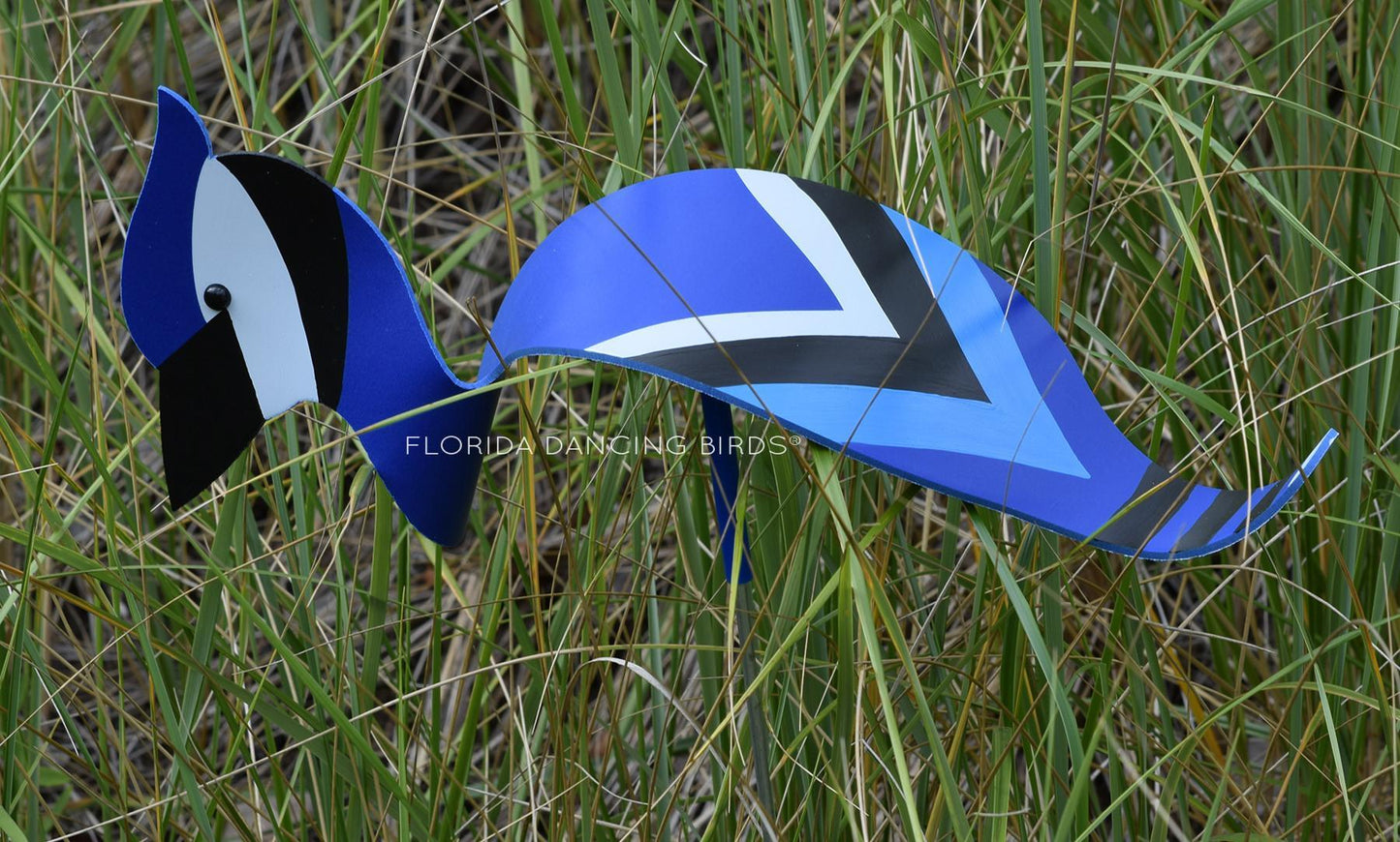 Blue Jay Dancing Bird